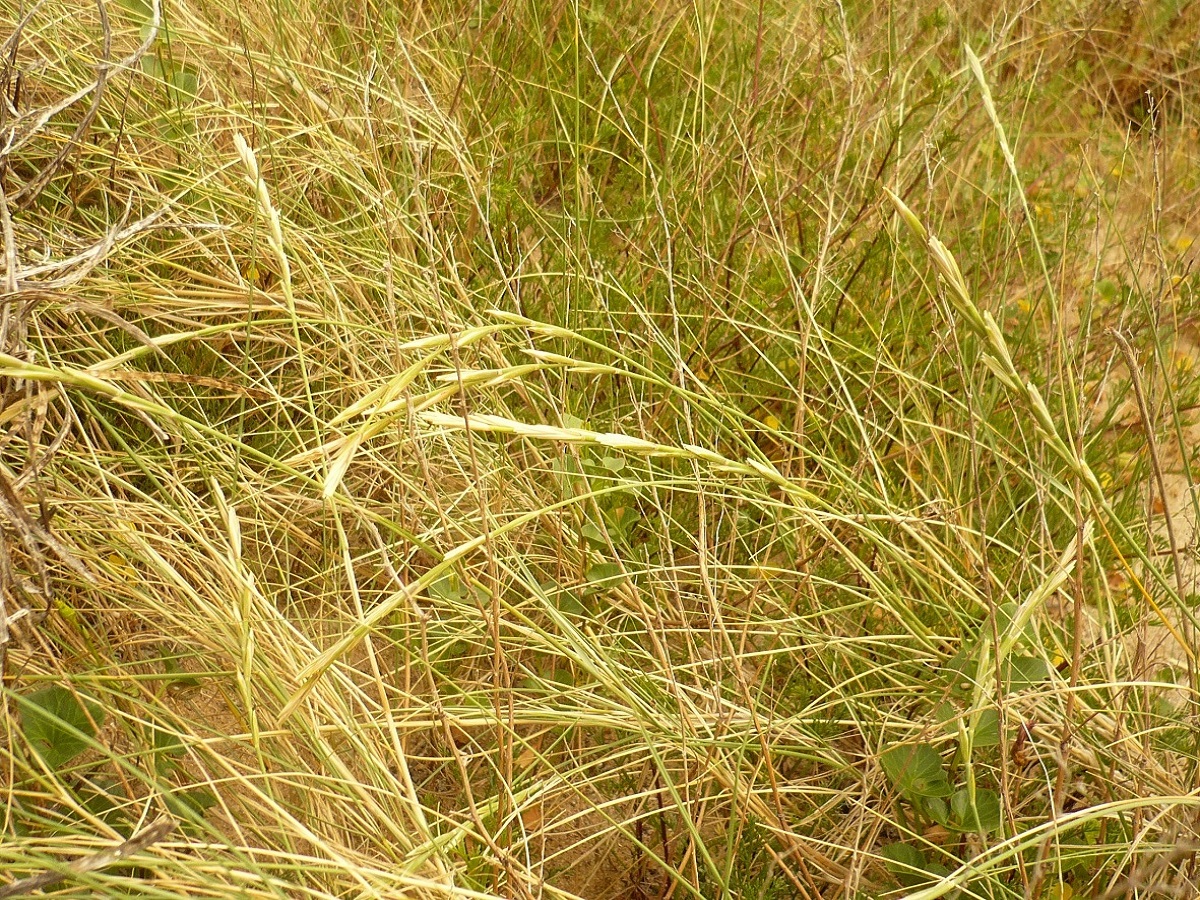 Elytrigia juncea subsp. boreali-atlantica (Poaceae)